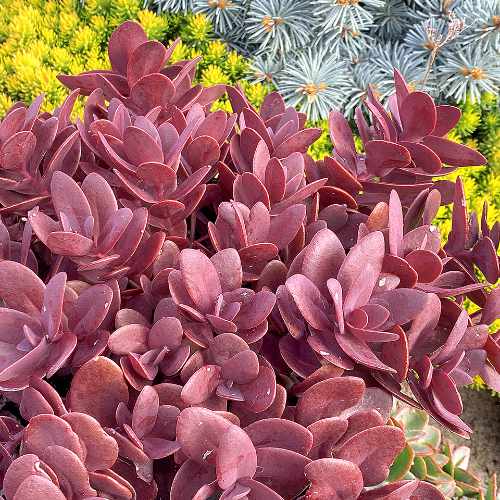 Sunsparkler® Cherry Flare Stonecrop